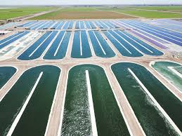 Californian Spirulina Farm Since 1976 Spirulina California Farms California Desert