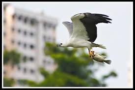 It is resident from india through southeast asia to australia on coasts and major waterways. Treknature White Bellied Sea Eagle With Catch Photo