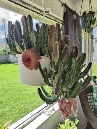 Image result for Stapelia gigantea