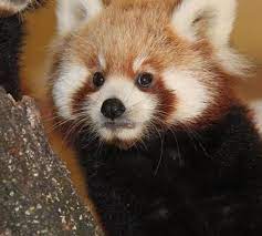 Red Panda Encounter At Chattanooga Zoo Includes Petting Feeding Chattanooga Zoo Red Panda Animal Behavior