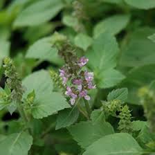 Image result for Ocimum natalense