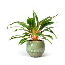 Image result for Chlorophytum fischeri