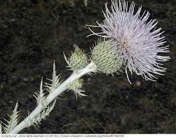 Image result for Cirsium