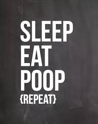 Eating a lot but not pooping. Is It Unhealthy To Poop After Eating Quora