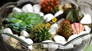 Cactus only need to be fed once a year in the spring. Simple Ways To Make A Cactus Terrarium 13 Steps Wikihow