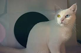 Find purebred cats that exhibit. Cats Reddit Code 5160317925 Why Do Cats Purr Cats That Dont Shed Benadryl For Cats