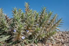 Image result for Blepharis