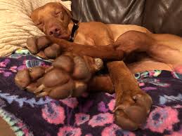 Hertzko pet bath and massage brush. Lanky Legs Meaty Muscles And Puppy Pads Vizsla