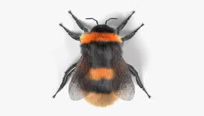 Image result for Bombus terrestris
