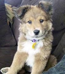 We have 10 weeks old miniature puppies for sale. Golden Retriever Husky Mix For Sale Near Me