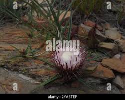 Image result for Dicoma anomala