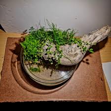 Image result for Eleocharis minuta