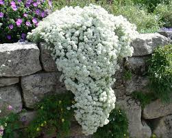 Image result for Aurinia