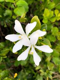Image result for Turraea obtusifolia
