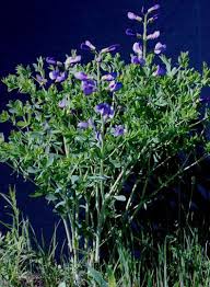 Image result for Indigofera oxalidea