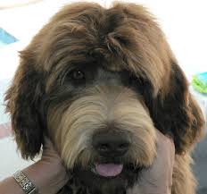 Pet grooming, dog and cat grooming, groom and wash animals and more in brooklyn, ny. Royal Pet Grooming Brooklyn The Y Guide