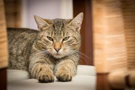 Pero a los gatos les gustan las personas tanto como a los perros. El Humo Del Cannabis Es Malo Para Los Gatos Blog De Animales