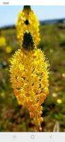 Image result for Dictyophleba lucida