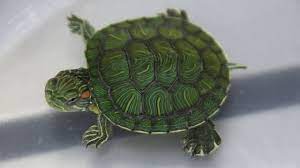A Red Eared Slider Is Not Eating Now Youtube