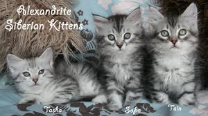 Traditional hypoallergenic siberian kittens for sale. Silver Siberian Kittens Silver Siberian Cats Available Siberian Kittens