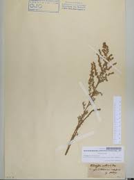 Image result for Agelanthus molleri