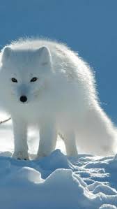 White Fox Snow Animals Snow Animals Arctic Fox Arctic Animals