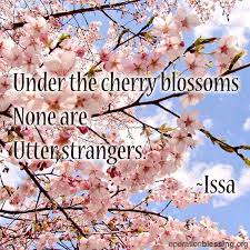 Under The Cherry Blossoms None Are Utter Strangers Haiku Poem By Japanese Poet Issa Operation Blessing Has Been Wor Operation Blessing Blossom Haiku Poems