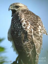 Most juveniles are able to catch their own food 6 to 7 weeks after leaving the nest. Juvenile Red Tailed Hawk Photograph By J Mccombie