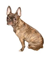Pugs, french bulldogs and terriers are very interesting breeds and it can be difficult to choose between them. Breeds Dogs Frenchiepug Petpremium