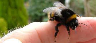 However, only female velvet ants have stingers. Bee Stings Part Two What You Need To Know About Bumblebees Crawliomics
