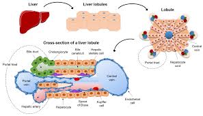 Description from liver lobule diagram pictures wallpaper : What Is The Liver Lobule Made Of