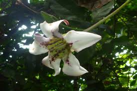 Image result for Rothmannia manganjae