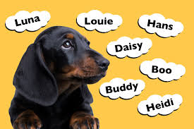 Take a look at her character, appearance, and size. Top 201 Dachshund Names I Love Dachshunds