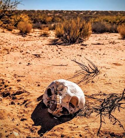 Dead and Buried | Newsweek US - news - Read this story on Magzter.com