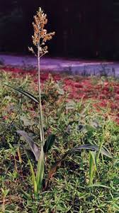 Image result for Sorghum bicolor