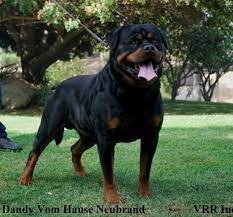 Rottweiler puppies for sale | cheap german rottweiler puppies for sale | german rottweiler puppies for sale near me Von Ruelmann Rottweilers Inc German Rottweiler Puppies For Sale German Rottweiler Breeder Purebred Rottweiler Pup Rottweiler Rottweiler Breeders Dog Breeds