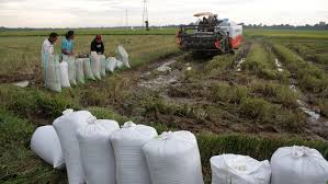 Setiap babi menghasilkan, purata, 14 paun sisa setiap hari. Psi Kritik Kebijakan Jokowi Impor 1 Juta Ton Beras Saat Panen Raya Tirto Id