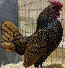 How do roosters show affection? How Long Do Bantam Chickens Live Scrumptious Silkies