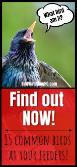 Birds In My Area Now 15 Most Common Birds That Visit My Feeders Id Guide Common Birds Birds Bird Watching