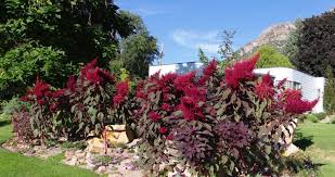 Image result for Embelia multiflora