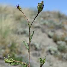 Image result for Polemoniaceae