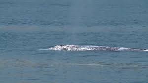 For even better views and sunsets continue west along shoreline drive to douglas family preserve. Smaller Crowds Allowed During Whale Watching Trips In Santa Barbara Newschannel 3 12