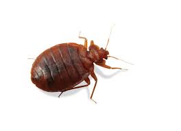 With easy access to reviews and direct contact with pest controllers, you can be confident with your choice. Franklin Pest Solutions
