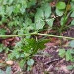 Image result for Cissus aralioides