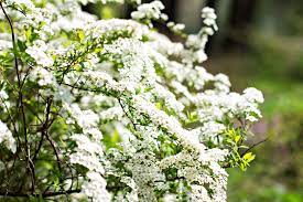 Duftschneball (viburnum) der duftschneeball bringt im frühjahr und herbst farbe in den garten. Hecke Mit Weissen Bluten Die Schonsten Im Vorgestellt