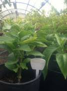 Image result for Vangueria sp.