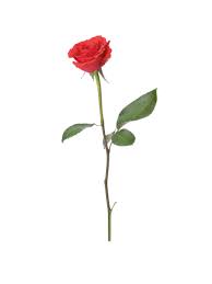 View our selection of new & used cars near oak creek & waukesha wi. Rosen Rot Langstielig Im Online Shop Vom Blumenhaus Zum Stammbaum