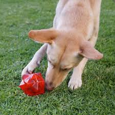 Aussie Dog Products Red Monster Treat Ball For Dogs With Kelpie Rolling The Ball Over Aussie Dogs Dog Toys Dogs
