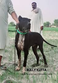 Karat the bully kutta at 4 years old—this is a purebred pakistani bully kutta which i have went to pakistan myself to bring back to north america. Bully Kutta Dog Breed Pakistani Mastiff Native Breed Org