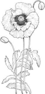 Poppy flower memorial day coloring page. 30 Poppy Coloring Pages Ideas Poppy Coloring Page Coloring Pages Remembrance Day Poppy